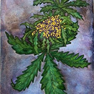 “Cannabis” Watercolor Notecard